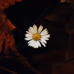 dementia-7-stages-lewy